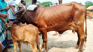 আকর্ষণীয় গাভী বাচ্চা দেখুন || বগুড়া ডাকুমারা গরুর হাট বাজার ২০২৫ || gavi gorur bazar | gorur hat