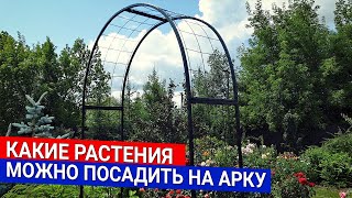 Какие растения можно посадить на арку