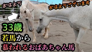 ライスシャワー号と同じ33歳のおばあちゃん白馬。若馬達から慕われてて大切にされてました。(馬の集団放牧動画)【ツルマルボーイ様のシモべ】