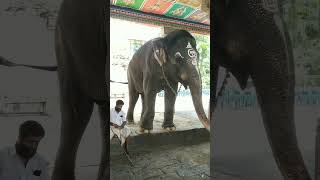 Adhi Kumbeshvarar temple 🐘 Kumbakonam