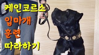 일반인도 가능한 마피아견  케인코르소 입마개 훈련 Cane Corso Muzzle Training