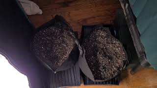 Update on Seedlings, When does veg state start?