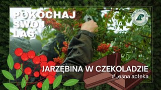 Nie uwierzysz, że JARZĘBINĘ MOŻNA ZJEŚĆ!  NAJELPIEJ smakuje w CZEKOLADZIE. Kucharze są w szoku #24