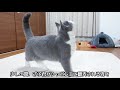 子猫ざぶが猫用シャボン玉で楽しく遊んだ可愛い動画です＾＾