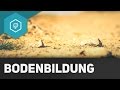 Bodenbildung: Vom Fels zum Tonmineral - Böden Basics 2