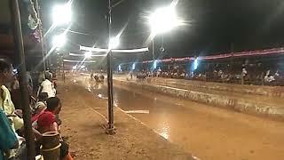 Bangadi kolli kambala 2019