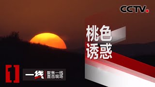 《一线》美女相约 以为的桃花好运 实则是精心设计的陷阱 20200504 | CCTV社会与法