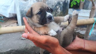 THE CUTEST PUPPY IN THE WORLD** Otto, the Indonesian STREET DOG turned INDONESIAN PRINCE. PUPPY LOVE