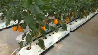 Hydroponic capsicum farming - குடைமிளகாய்