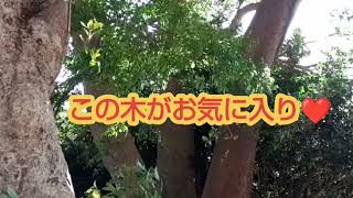 掛川 猿田彦神社  巨大な瘤