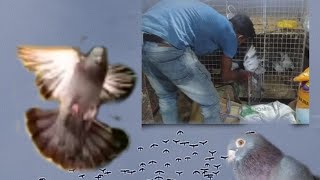 Pyra Baji Berhampur Pigeon Market | বহরমপুরের পায়রা বাজার | বাঁজেটিয়ার পায়রার দোকান