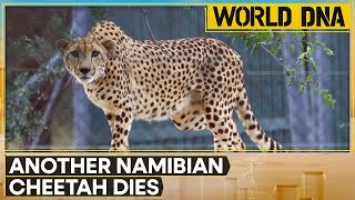 India: Namibian Cheetah Shaurya dies at Kuno National Park | World News | World DNA | WION