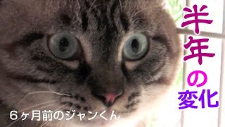 【Jean 0065】野良猫から家猫へジャンくん６ヶ月の変化　初めはシャーと猫パンチだったけど？