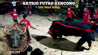 Sekali Terdengar Suit , Banteng Loss Mberot || Bantengan SATRIO PUTRO KENCONO Live Baran Buring 2024