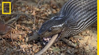 Une seule dose du venin du mamba noir suffit à tuer 40 Hommes