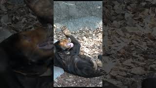 仰向けになって意味不明な挙動をするキョウコさん　マレーグマ🐻  【上野動物園】