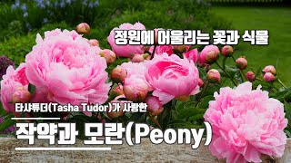 정원에 잘 어울리는 꽃과 나무 - 작약과 모란 / about Peony