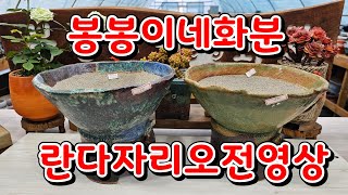 5월13일 #봉봉이네화분 #수제다육화분#오전영상 #란다자리남은아이들 착하게드립니다