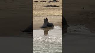 Seals on coast of Namibia Africa