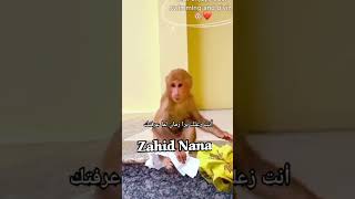 پستولی نے آج نہا لیا #zahidnana #pastoli #youtubeshorts #monkey #animals #zahidnanamonkey#funny