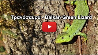 Τρανόσαυρα (Lacerta trilineata) - Balkan Green Lizard