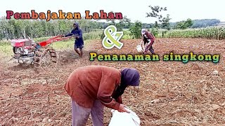 PROSES PEMBAJAKAN LAHAN DAN MENANAM SINGKONG