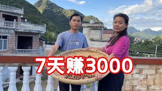 炮哥和媳妇帮老板找果子，7天就挣了3000块，太开心了#农村 #生活【广西炮哥的生活】