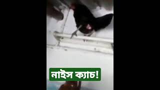 এক হালি ডিমের দাম কত?