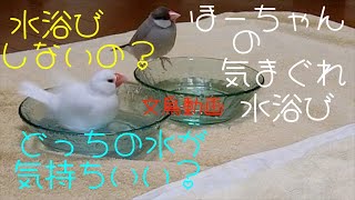 桜文鳥ほーちゃんの気まぐれ水浴び！ どっちの水で水浴びしますか？ 文鳥動画