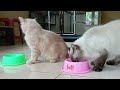 penting... ciri ciri kucing yang tidak cocok dengan makanannya