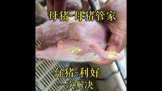 解决母猪，小猪问题，一次性解决，橱窗有你用的#科学养殖 #仔猪