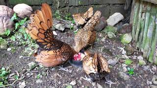 Golden Sebright Bantam Breeding Time || Fancy Chicken