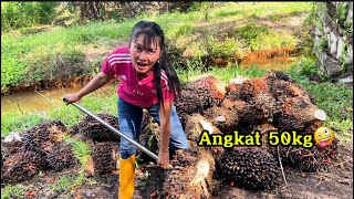 Harga sawit 2025 || Panen sawit kebun pribadi