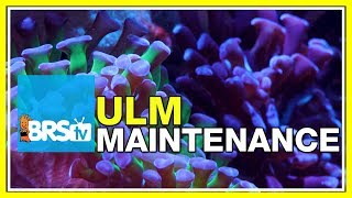 ULM Tank Trials Ep-21: Maintaining an Ultra Low Maintenance Tank | BRStv