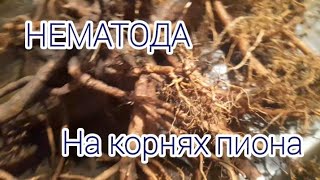 Нематода на корнях пиона!!! Такого у меня ещё не было 🙄