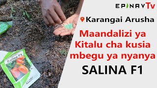 MAANDALIZI YA KITALU CHA KUSIA MBEGU YA NYANYA #SALINA_F1 #agriculture #nyanya #kilimo #miche