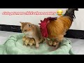 magical cat fascinated the chick.The rooster was surprised, isn't it my own child?So funny and cute