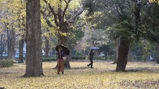 雨のイチョウ並木