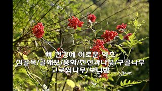 부러진 뼈를 이어주는 접골목과 골쇄보 등