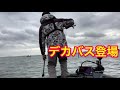 【バス釣り】⭐︎shortmovie⭐︎55up登場！春の琵琶湖を攻略する！！春の琵琶湖で、喰わせなジークローラーネコリグ炸裂！