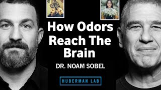 Andrew huberman, Brain Processing of Smell, hormones Lab & DR.NOAM SOBEL