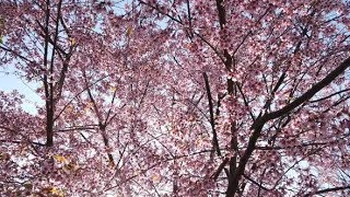 Cherry Blossom | Stock Footage - Videohive