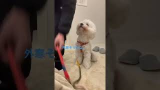 (寒い日)お散歩に行きたくなさそうなシロ【ビションフリーゼ】#shorts #dog #bichonfrise #ビションフリーゼ #犬