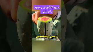 میوه کاکتوس 🌵 دوای کبد چرب :#کبدچرب #دارو #درمان #کاکتوس #طب #سنتی_ایرانی #میوه #plant