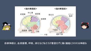 【ゆっくり解説】脳の仕組みをざっくり解説