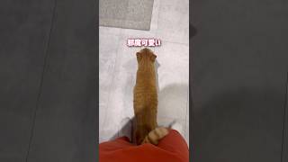 ママが抱っこするまでお尻で通せんぼしてくる超甘えん坊の猫【とらまる】