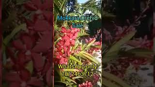 Mokkara orchid online sale