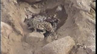 Snow Leopard With Its Yak Kill in Hemis National Park Leh Ladakh India