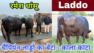 All India Champion Buffalo - Laddo, Very Special Video || काला कांटा - Super Murrah Bull