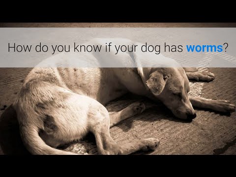 How do you know if your dog has worms? 5 symptoms How do you know if your dog has worms? 5 symptoms